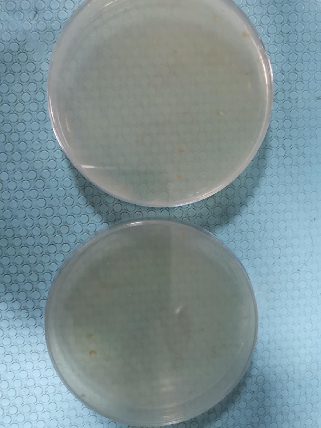哈维氏弧菌按照方法活化活化不成功