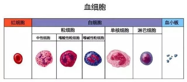 血细胞示意图图片