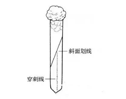 斜面培养基接种图片