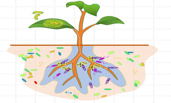 根际促生菌与植物互作-www.biaowu.com北纳标物网