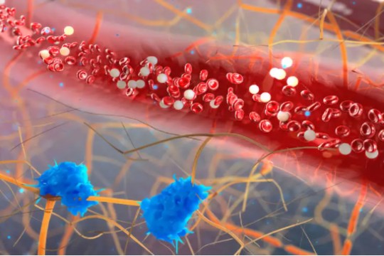 研究发现Zeb1调控血管内皮干细胞静息的机制