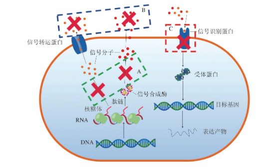 群体感应抑菌机制|北纳生物
