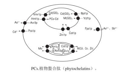 酵母菌对重金属的吸附及抗性机制(二)