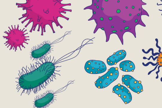 香芹酚對陰溝腸桿菌細胞的殺菌效果（一）