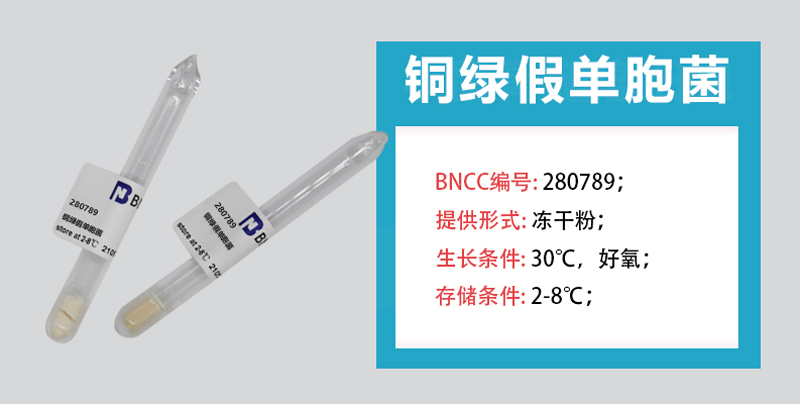 BNCC铜绿假单胞菌