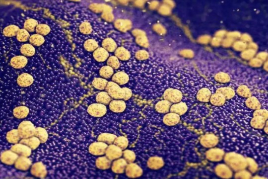 研究表明抗生素联合使用并不都有利于清除金黄色葡萄球菌