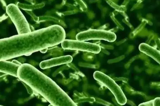 植物乳杆菌对溶藻弧菌的抑菌活性（一）