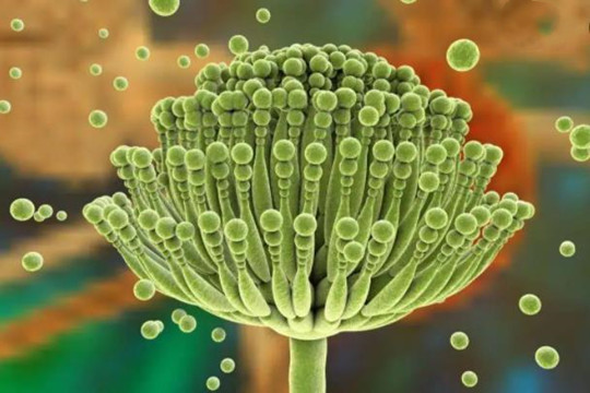 电子鼻同步检测花生霉菌及霉菌毒素（二）