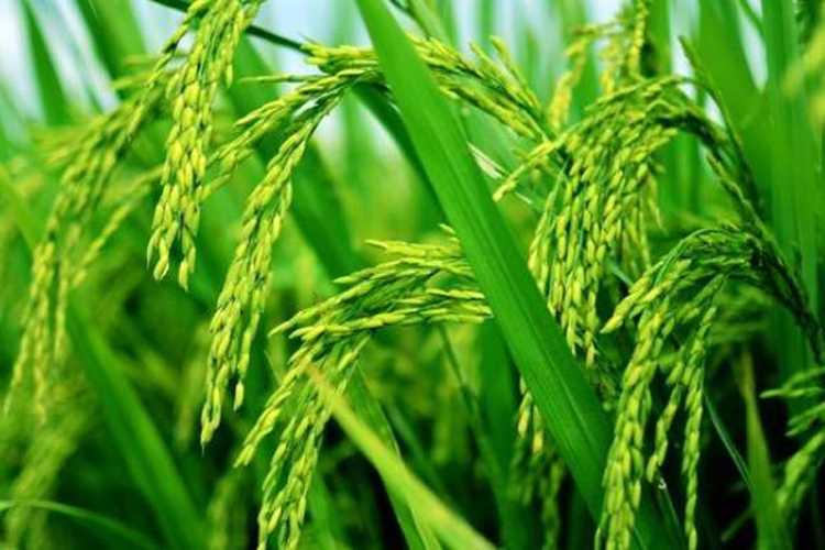 研究揭示水稻中汞、硒的暴露途径
