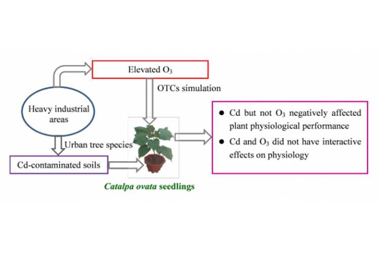 梓树可用于臭氧和土壤镉复合污染修复