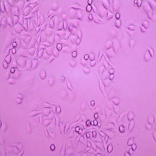 人胃腺癌细胞（公认被HELA污染）-北纳生物