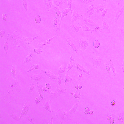 人肺鱗癌細胞-北納生物