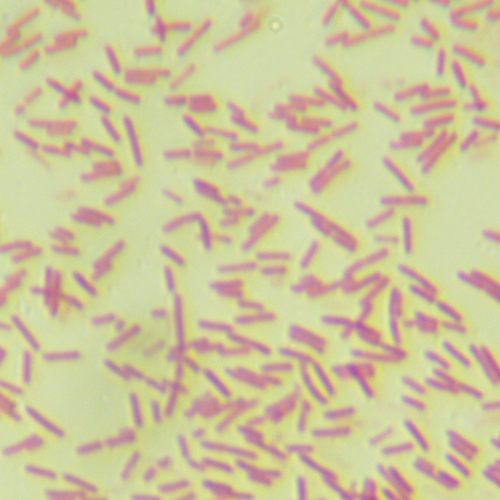 銅綠假單胞菌-北納生物