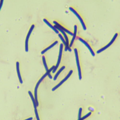 側孢短芽胞桿菌-北納生物