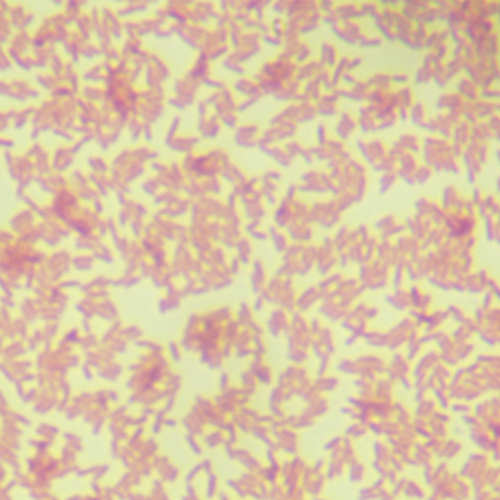 熒光假單胞菌-北納生物