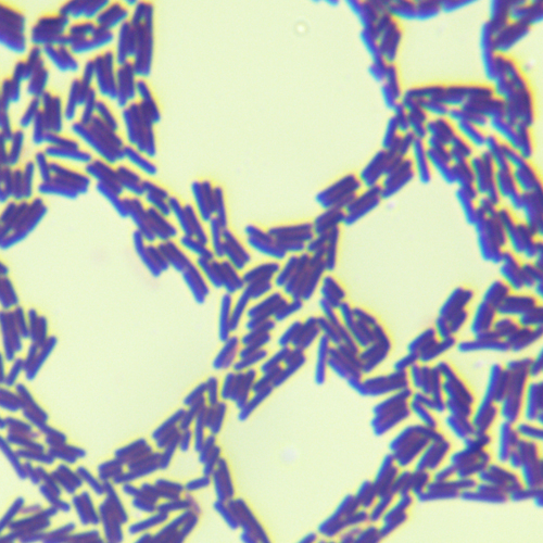 地衣芽孢桿菌-北納生物