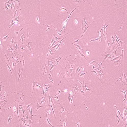 小鼠脑微血管内皮细胞-北纳生物