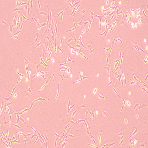 小鼠腎足細胞-北納生物