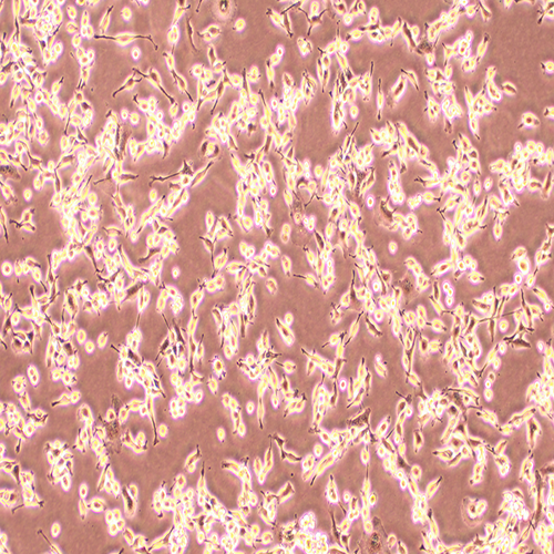 小鼠结肠癌细胞-北纳生物