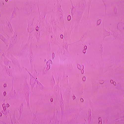 大鼠甲狀腺細胞-北納生物