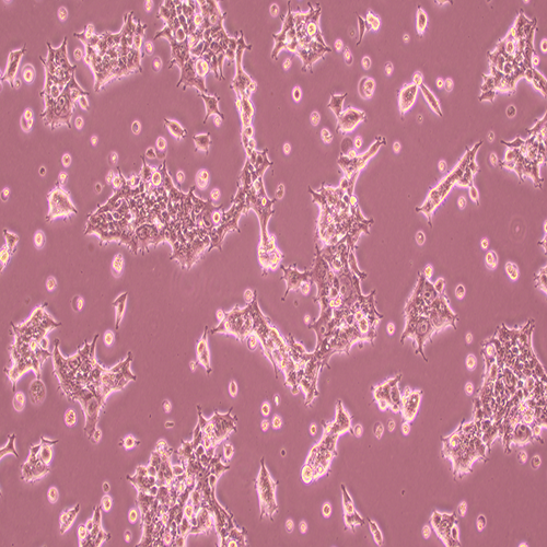 人胚肾细胞-北纳生物