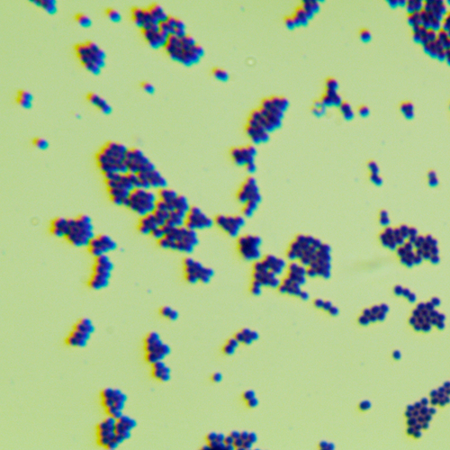 表皮葡萄球菌-北纳生物