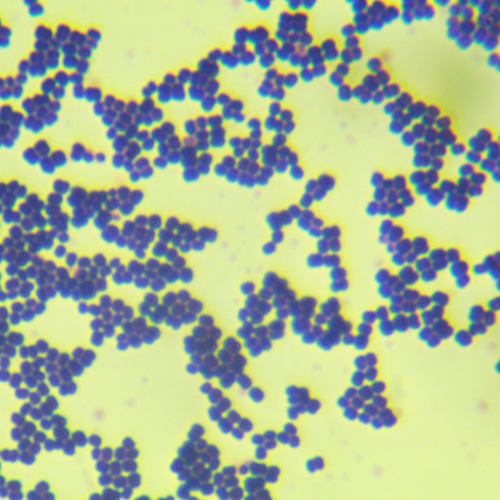 藤黃微球菌-北納生物