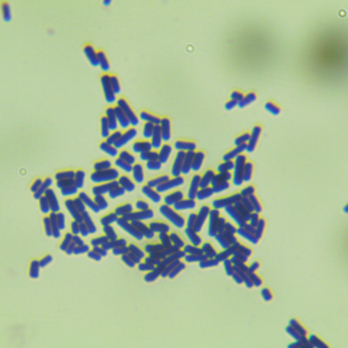 產氣莢膜梭菌 毒素A型-北納生物