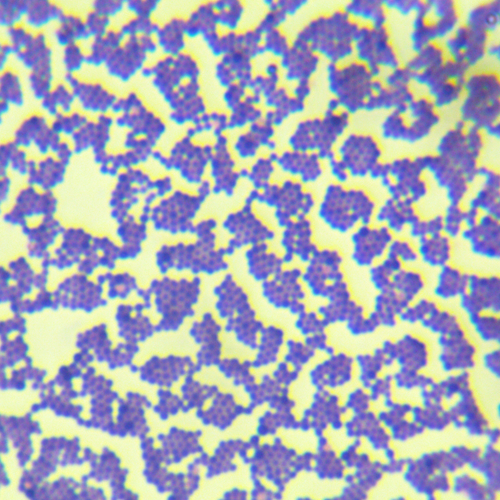 金黄色葡萄球菌金黄亚种-北纳生物