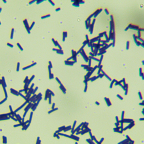 布氏乳桿菌-北納生物