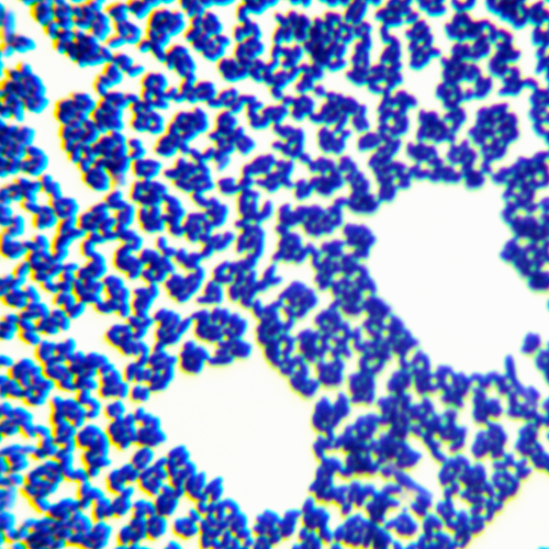 谷氨酸棒杆菌Ⅰ型-北纳生物