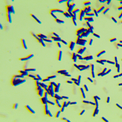 枯草芽孢桿菌-北納生物