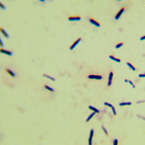 膠凍樣類芽孢桿菌-北納生物