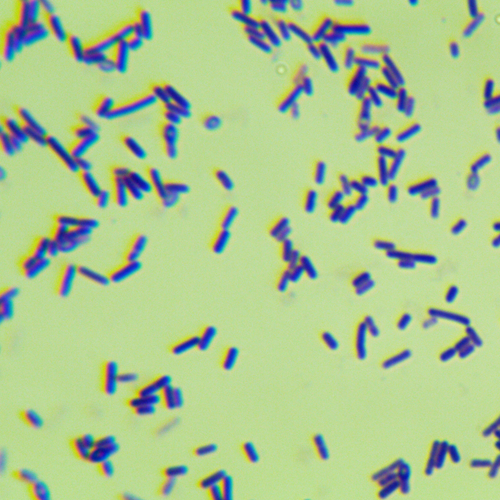生孢梭菌-北納生物