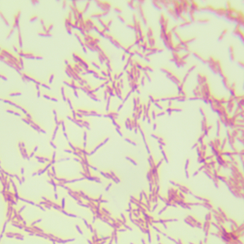 鞘氨醇單胞菌-北納生物