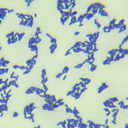 地衣芽孢杆菌-北纳生物