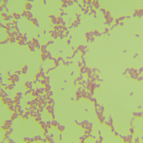 銅綠假單胞菌(綠膿桿菌)-北納生物