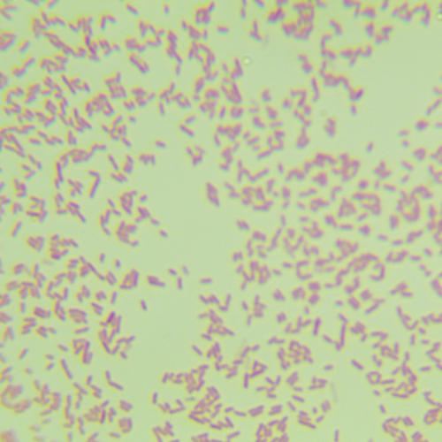 铜绿假单胞菌-北纳生物