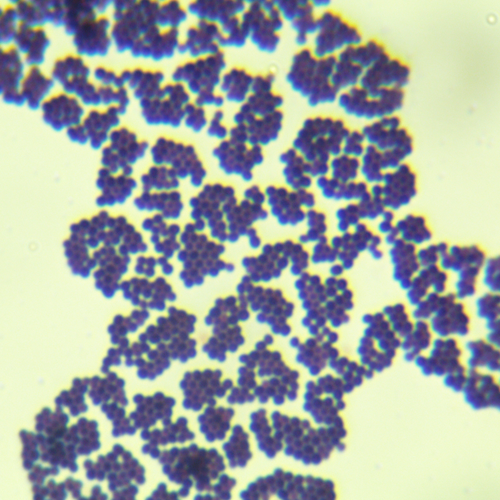 表皮葡萄球菌-北納生物