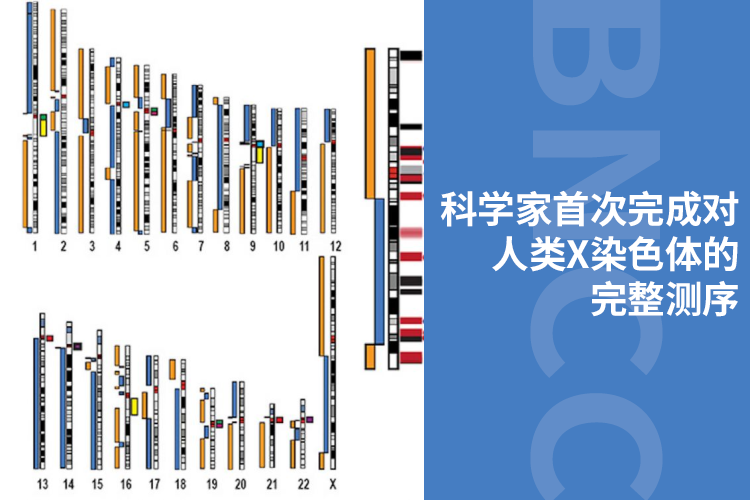 科学家首次完成对人类X染色体的完整测序