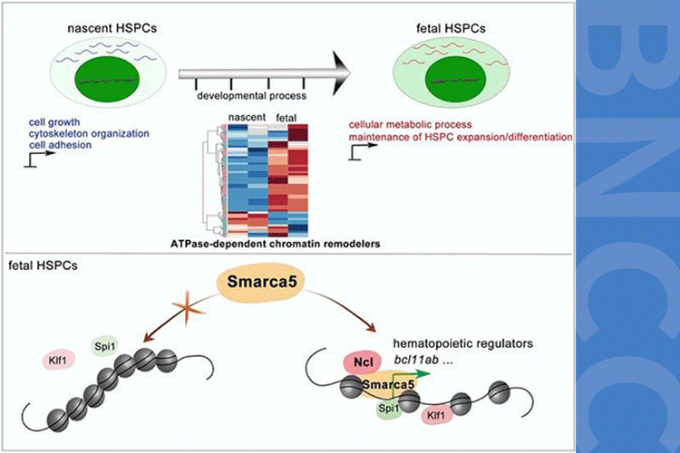 研究揭示染色质重塑因子Smarca5促进胚胎期造血干祖细胞发育