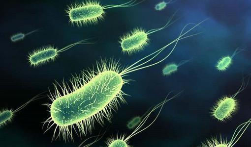 产酸克雷伯氏菌|北纳生物