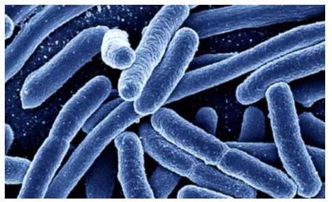 大肠杆菌在枸杞子污染检测中的应用(二)