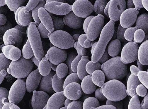 酵母菌可破坏霉菌的细胞壁和细胞膜