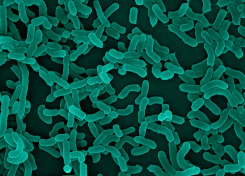 鼠李糖乳杆菌对动物体内黄曲霉毒素促排效果的研究一