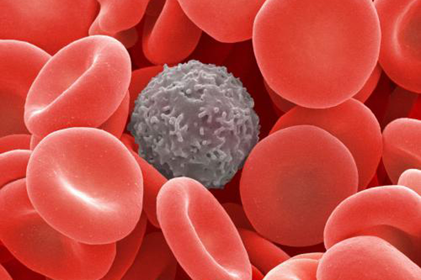 遗传变异如何影响血细胞性状