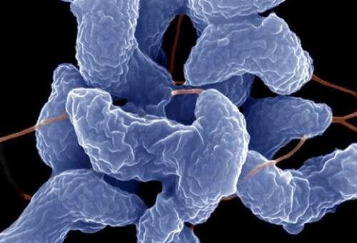 tg2蛋白在口腔病原体感染中发挥重要作用-行业新闻新闻中心|北纳生物