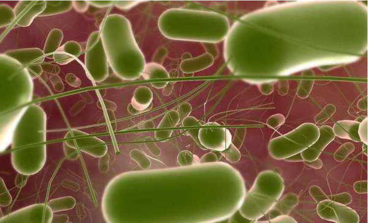 志贺菌属通称为痢疾杆菌,根据o抗原的性质分为4个血清组:a群,即痢疾