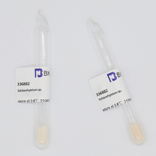 金黄色葡萄球菌定量菌株