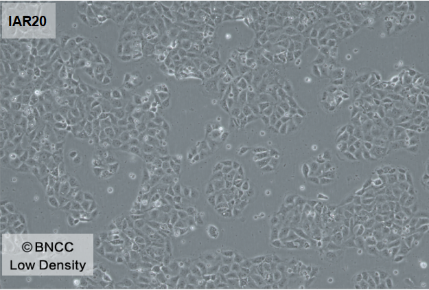 Rat liver cells-BNCC